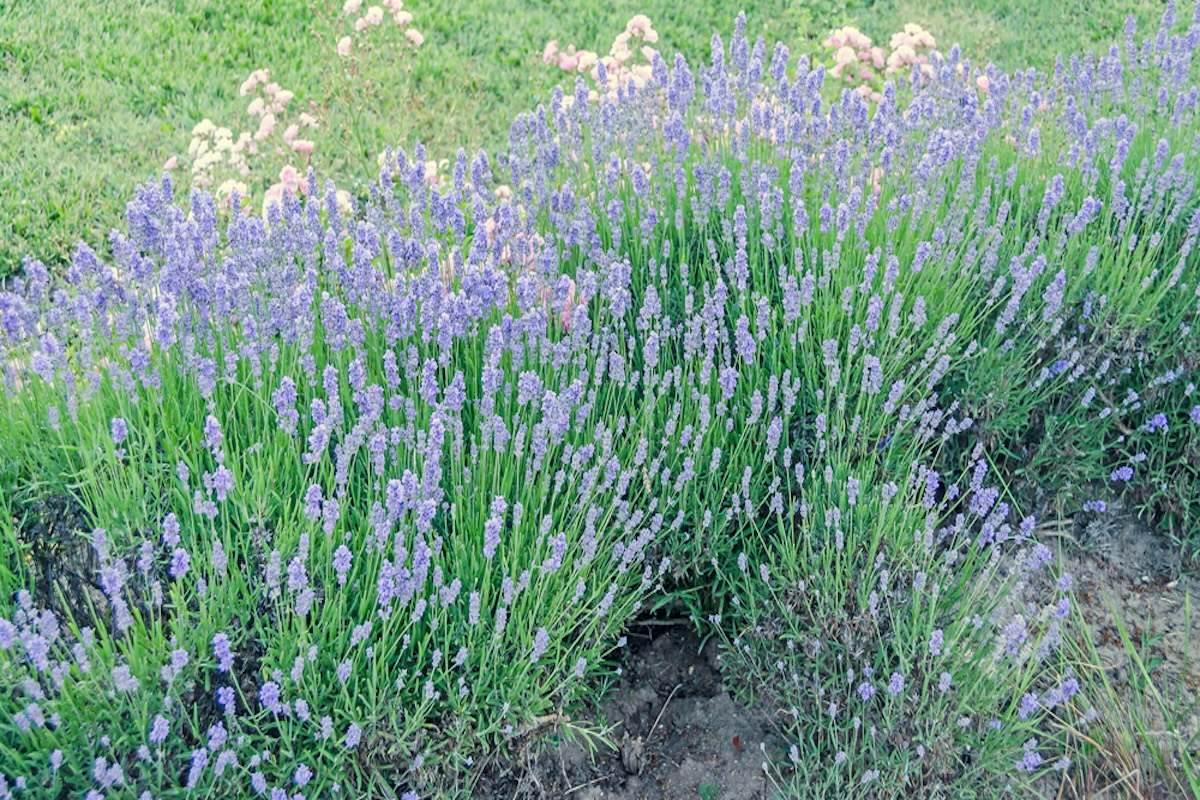 A bluebeard bush with light purple flowers grows in a garden.