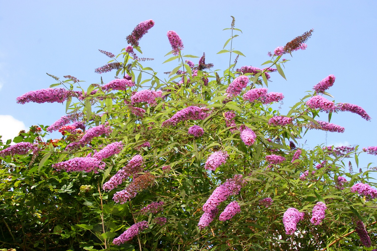 A Butterfly Bush grows with pink cone-shaped blooms.