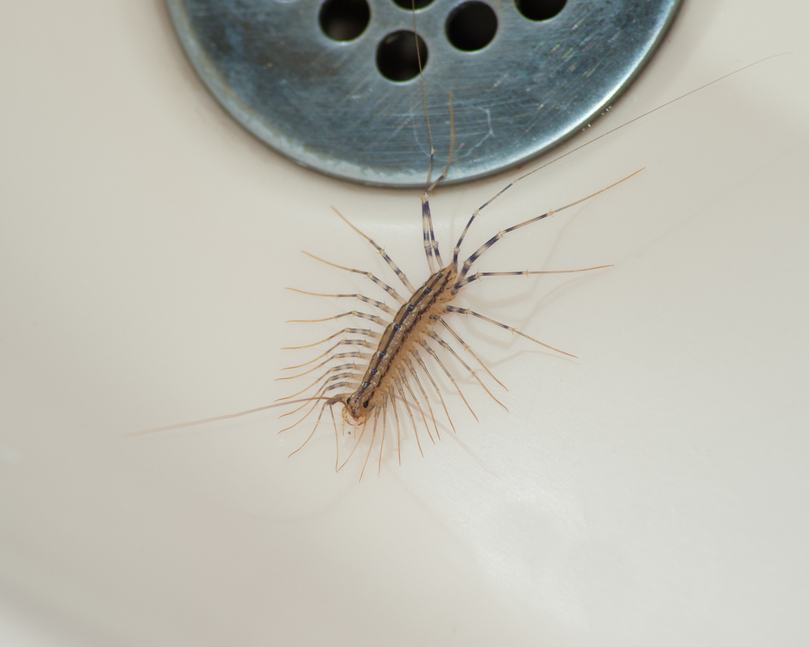 centipede near tub drain
