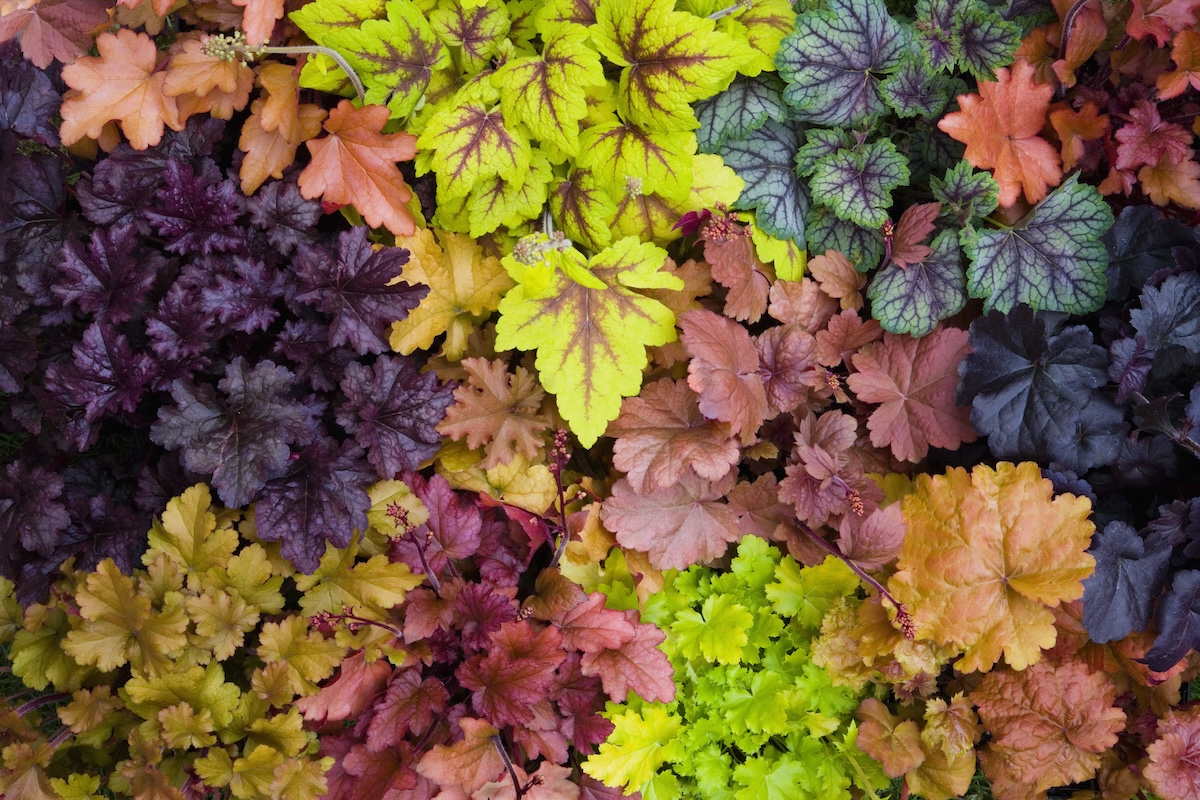 Multi-colored coral bells plants.