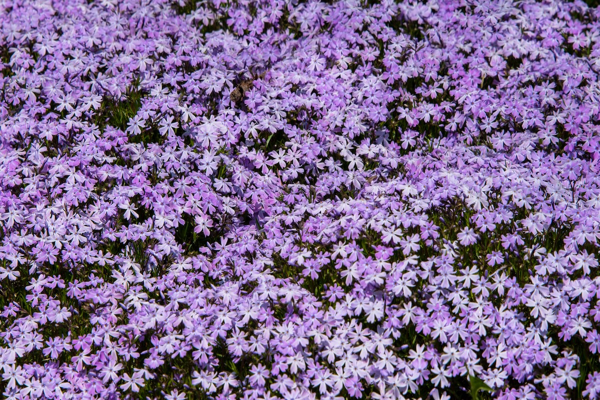 Light purple creeping phlox flowers grow on the ground.