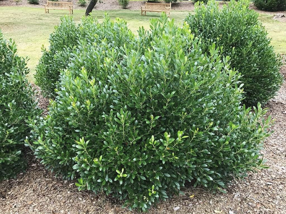 best shrubs for the front of the house - inkberry evergreen bush