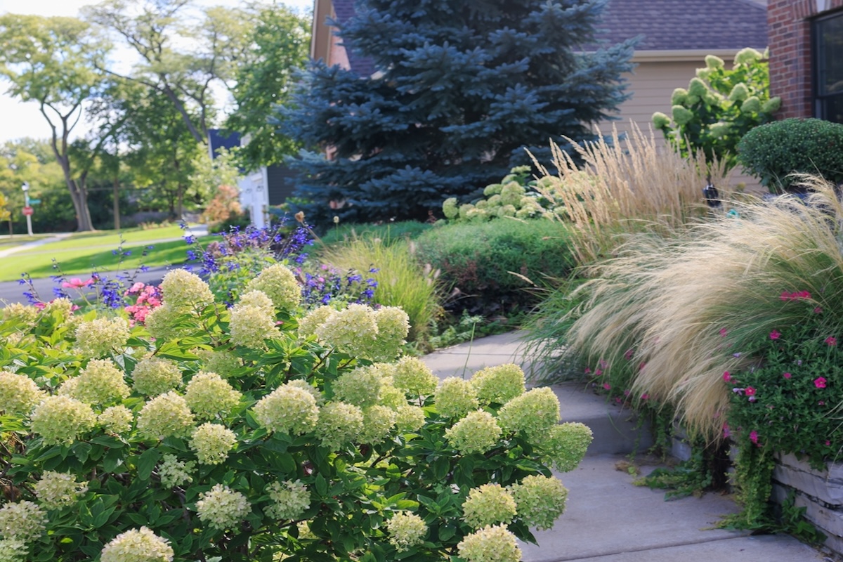 A front yard with a pine tree, hydrangeas, and other shrubs.