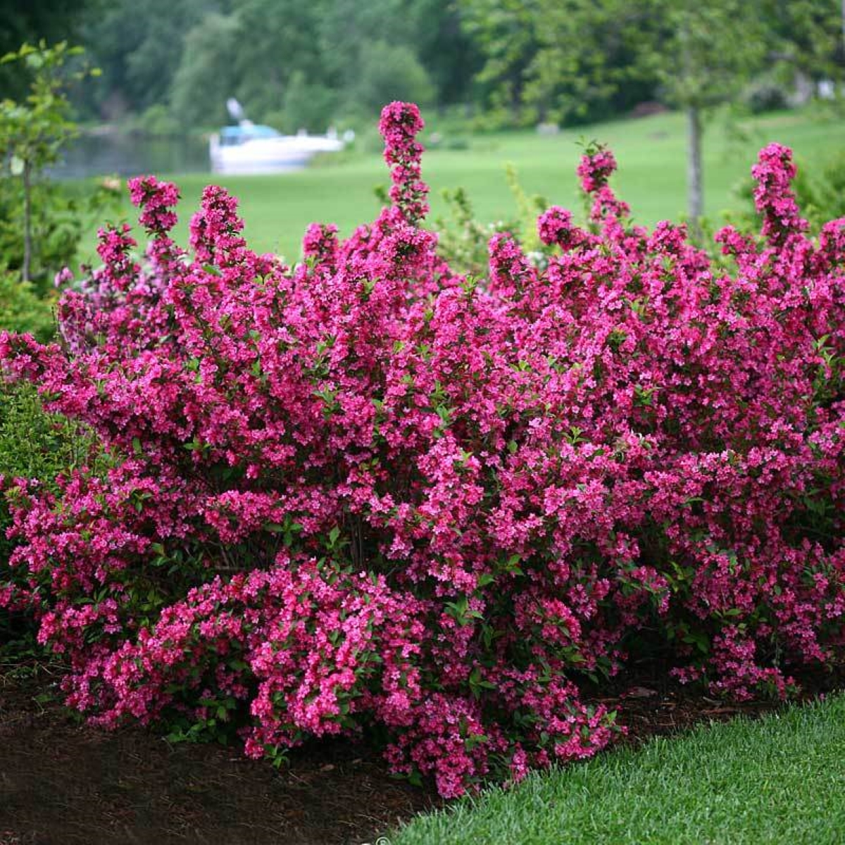 best shrubs for the front of the house - pink weigela bush