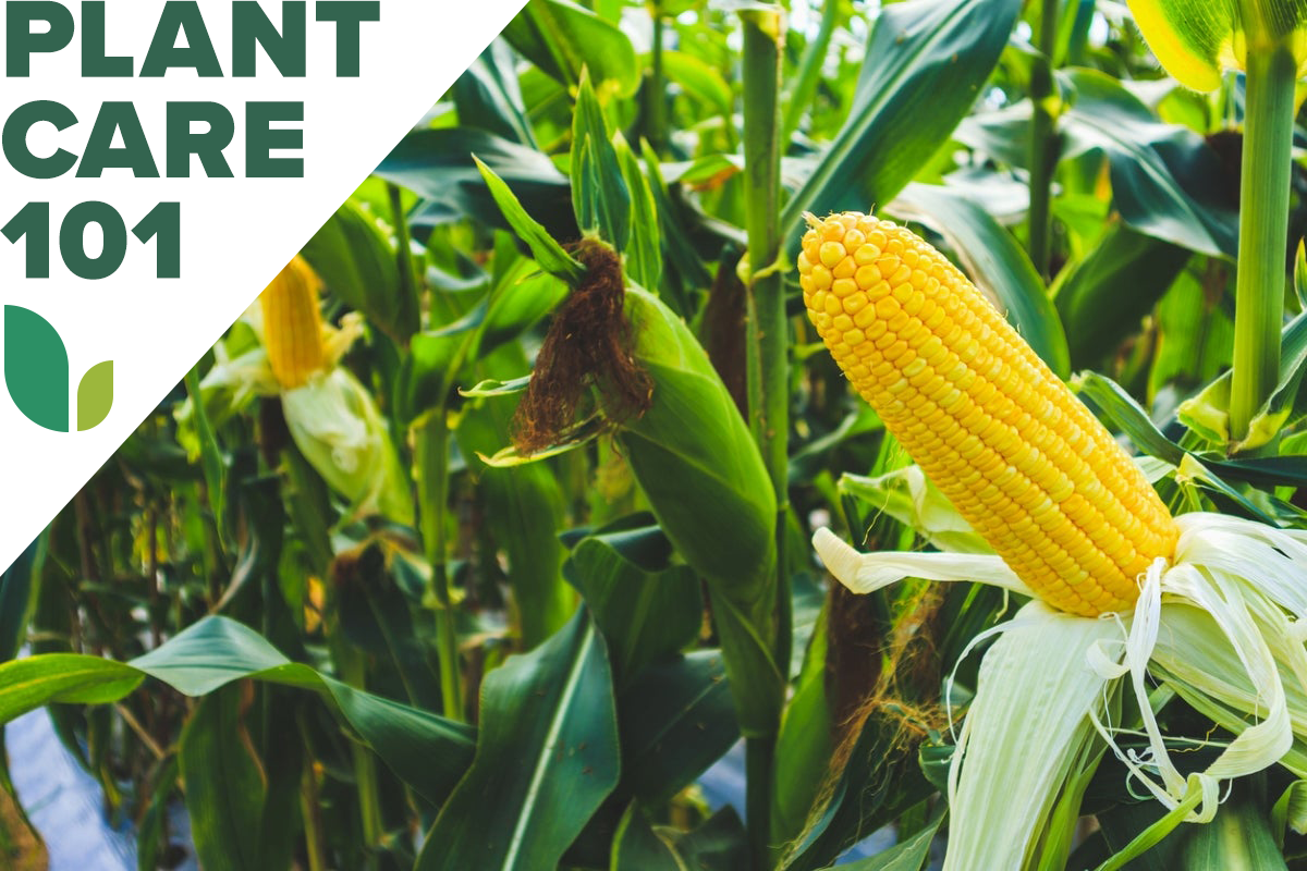 how to grow corn - corn plant care 101