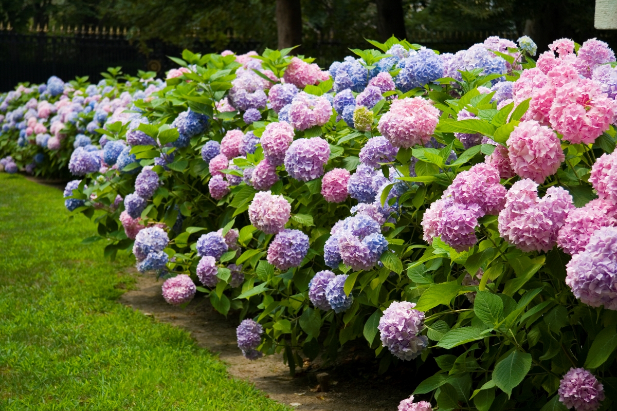 best shrubs for the front of the house - hydrangea bushes