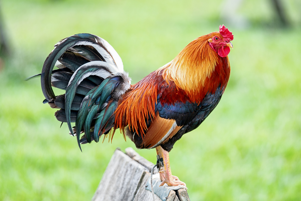 iStock-1131906556 egg prices raising chickens rooster on fencepost
