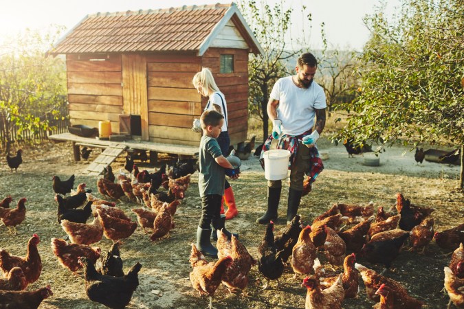 11 Things You Need If You’re Raising Backyard Chickens