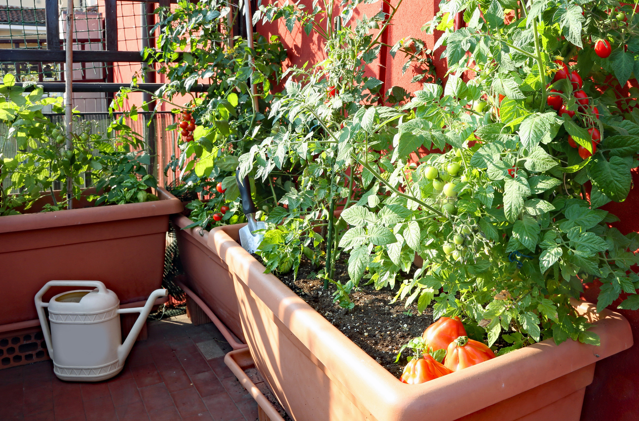 10 things every new gardener should know potted tomato plants on balcony