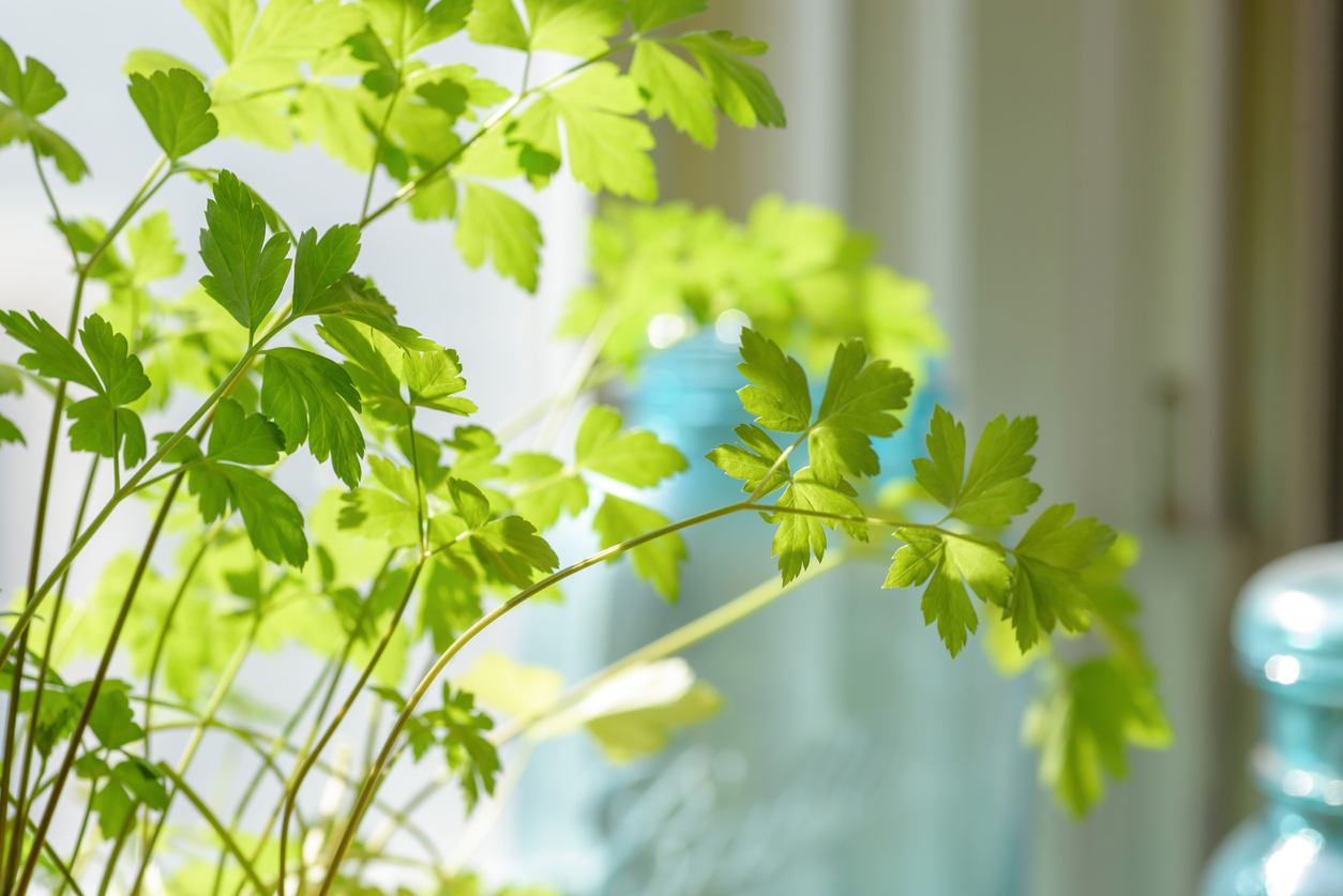 10 things every new gardener should know sunlit leaves of parsley
