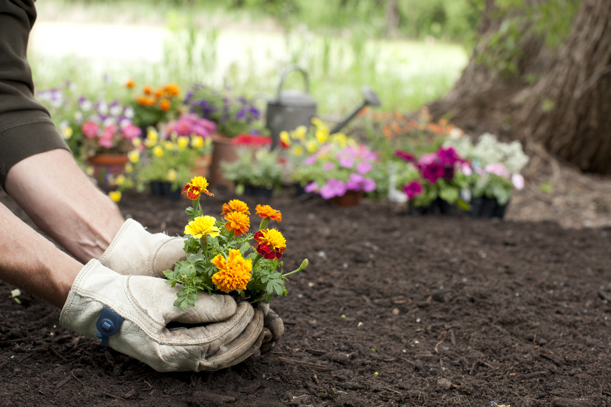 10 things every gardener should know gloved hands planting marigolds