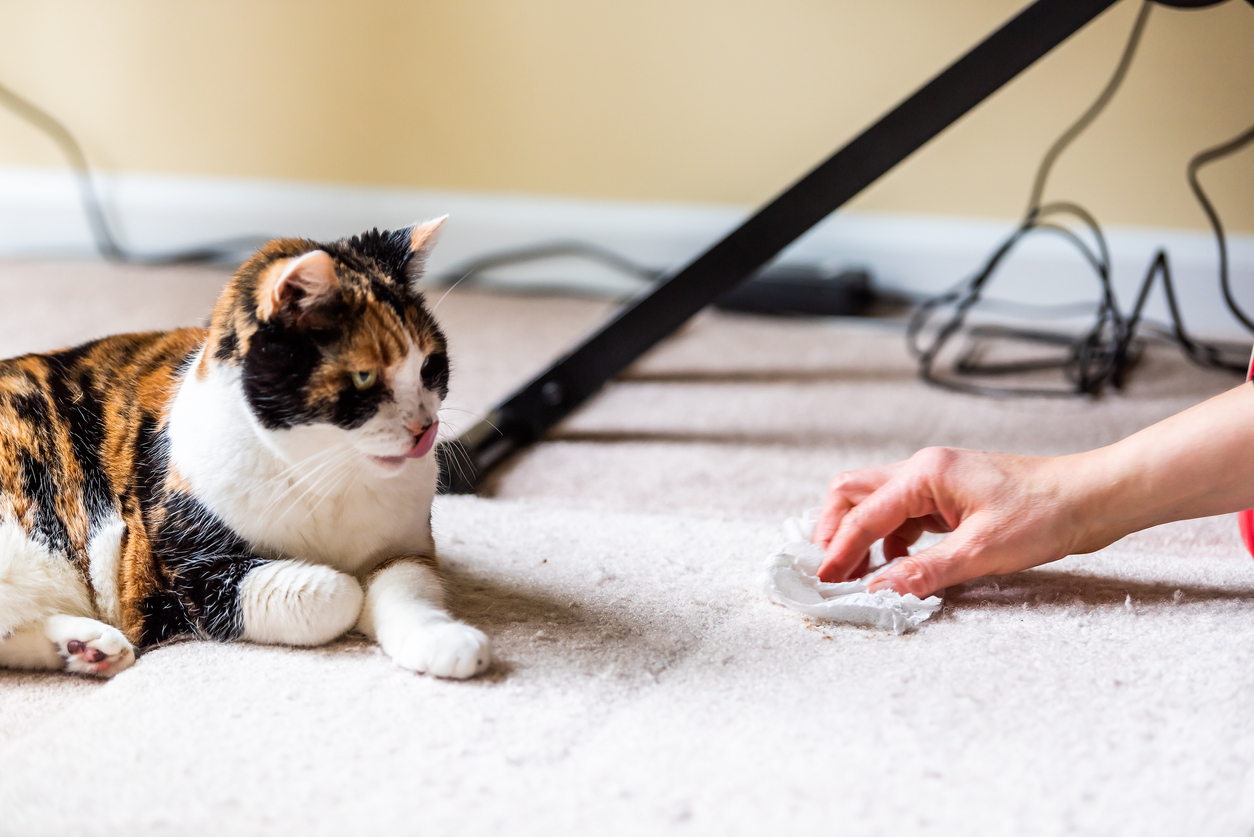 iStock-1190285810 get the funk out of carpets and curtains woman cleaning up after cat.jpg