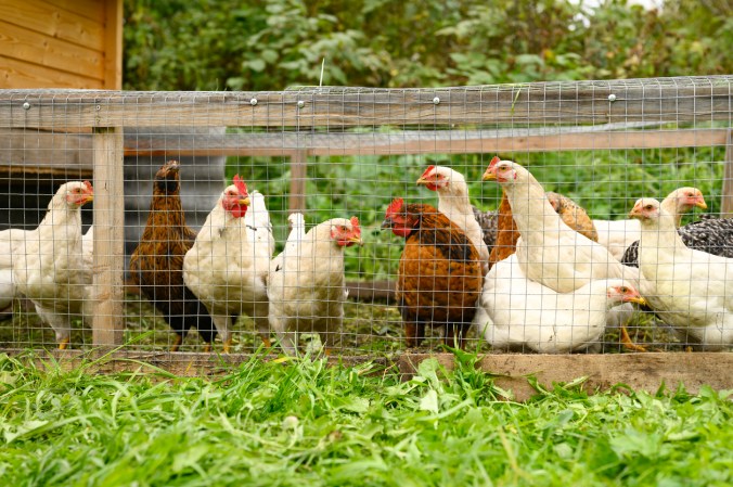 How to Keep Your Backyard Flock Safe from the Deadly Bird Flu