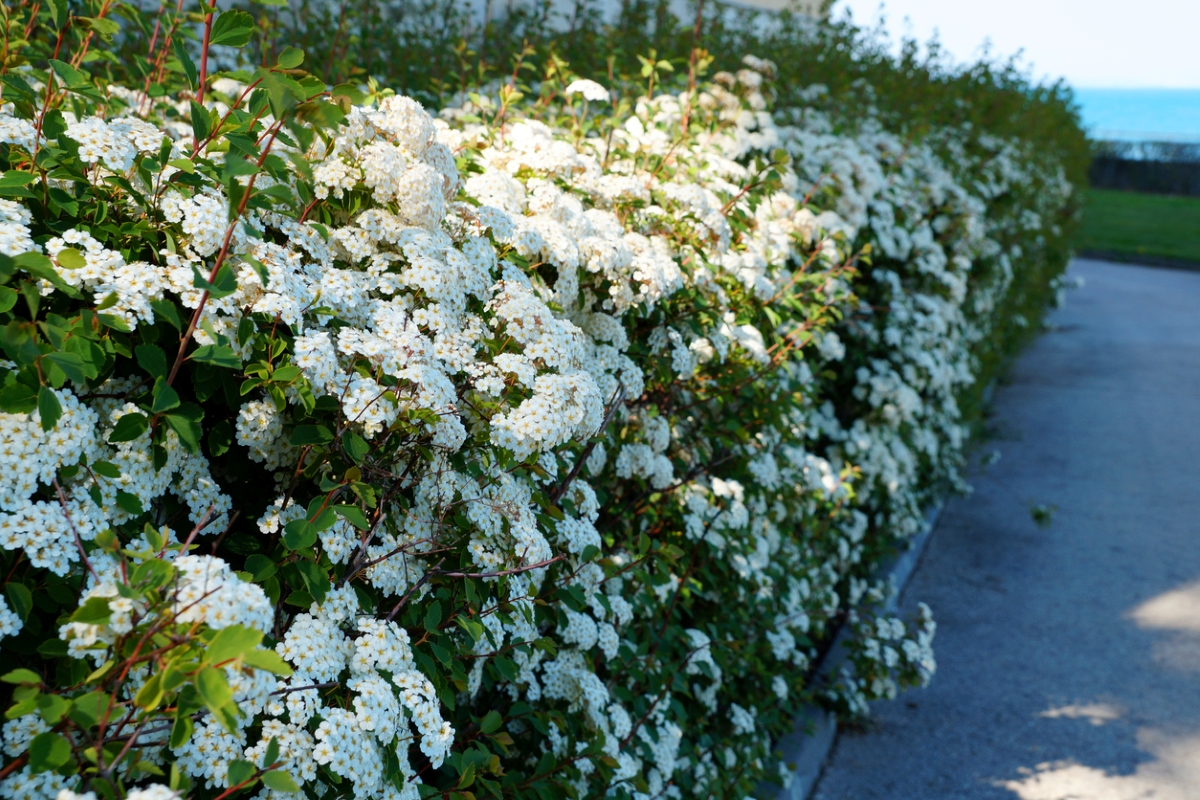 best shrubs for the front of the house - white spirea hedge