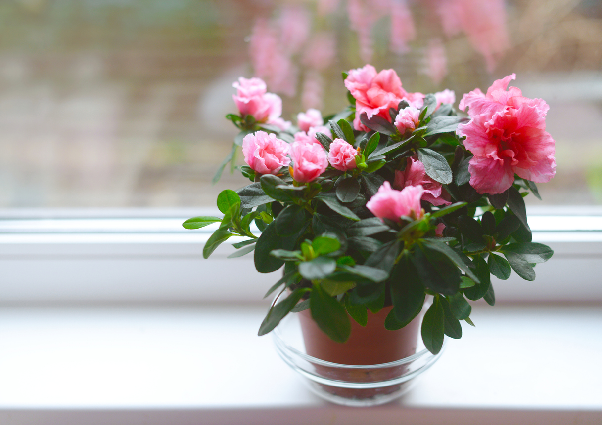 iStock-1247762945 toughest houseplants to keep alive pink azalea in pot by window
