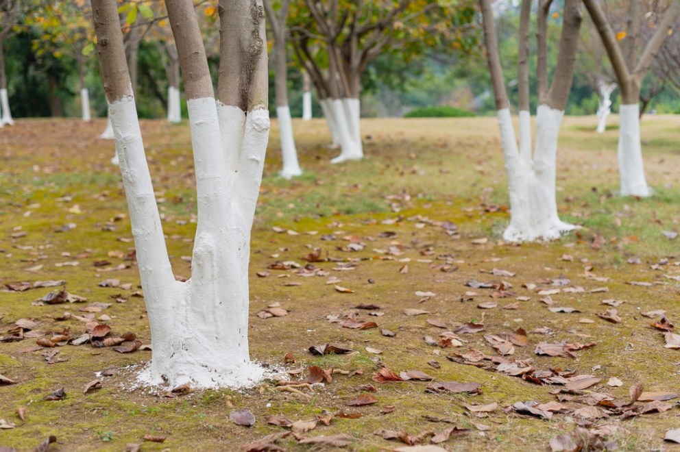 Why Are Trees Painted White? Bob Vila