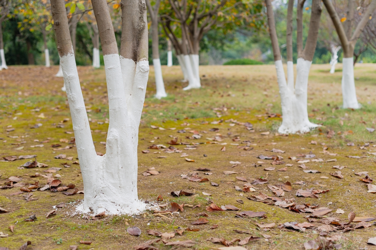 why paint trees white - tree trunks painted white