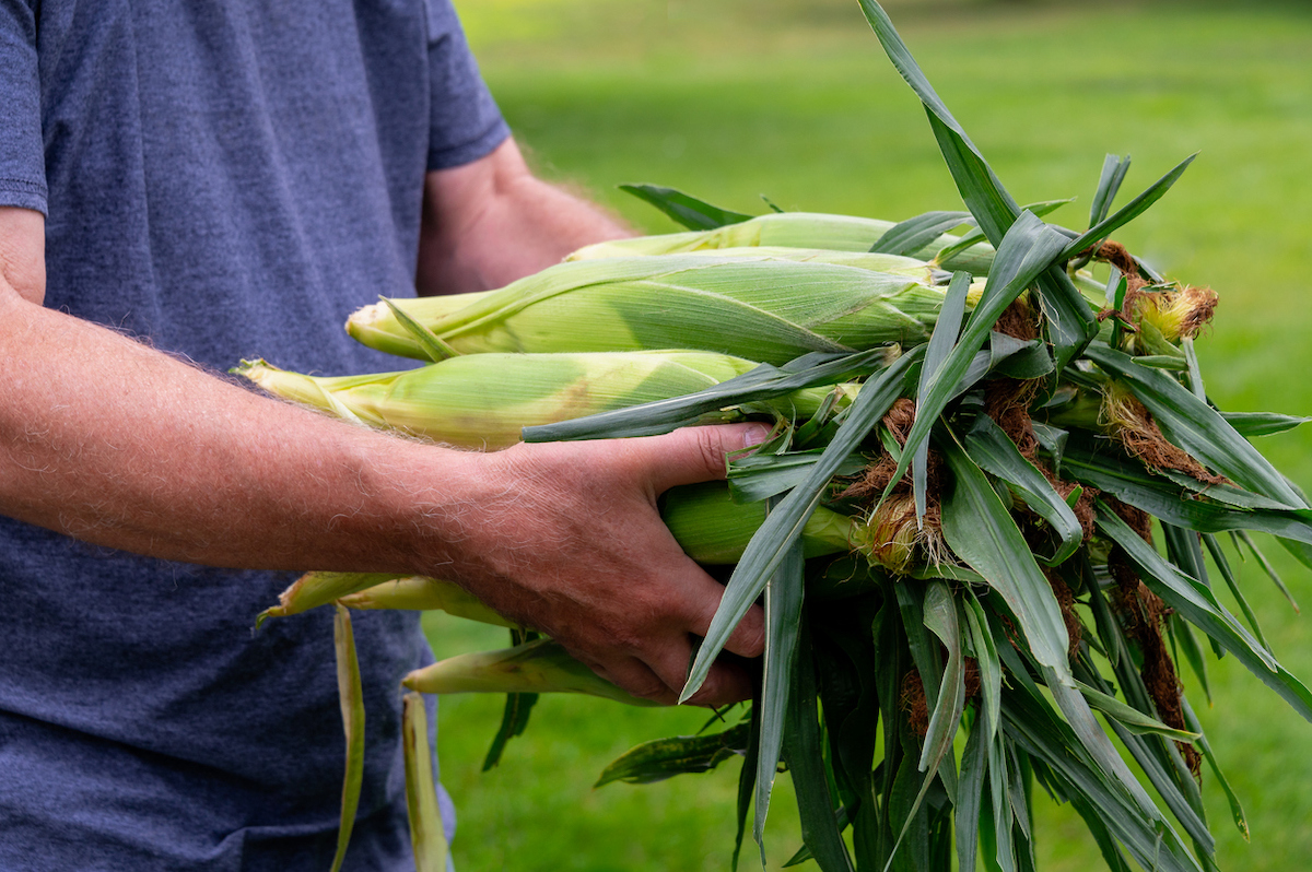 how to grow corn - man harvesting sweet corn