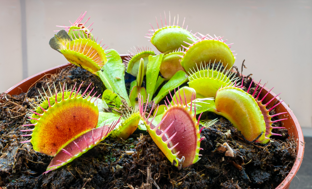 iStock-1281762883 toughest houseplants to keep alive venus fly trap plant in pot