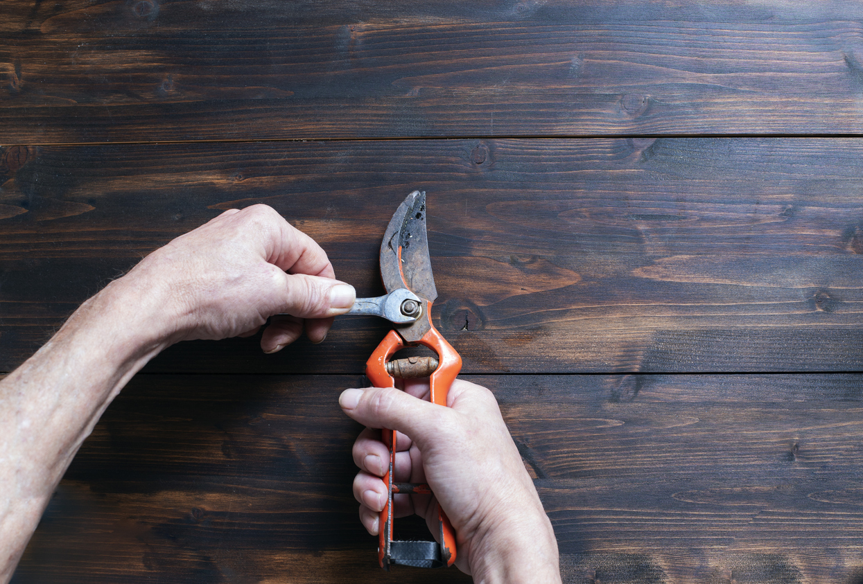 Person is tightening old garden pruning shears against a wooden table.