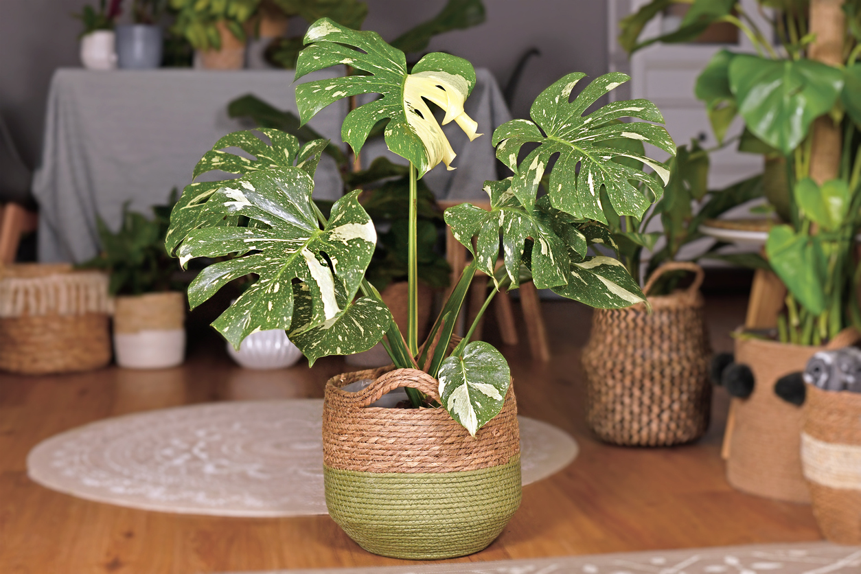 iStock-1306076476 toughest houseplants to keep alive Large variegated tropical Monstera Deliciosa in basket flower pot