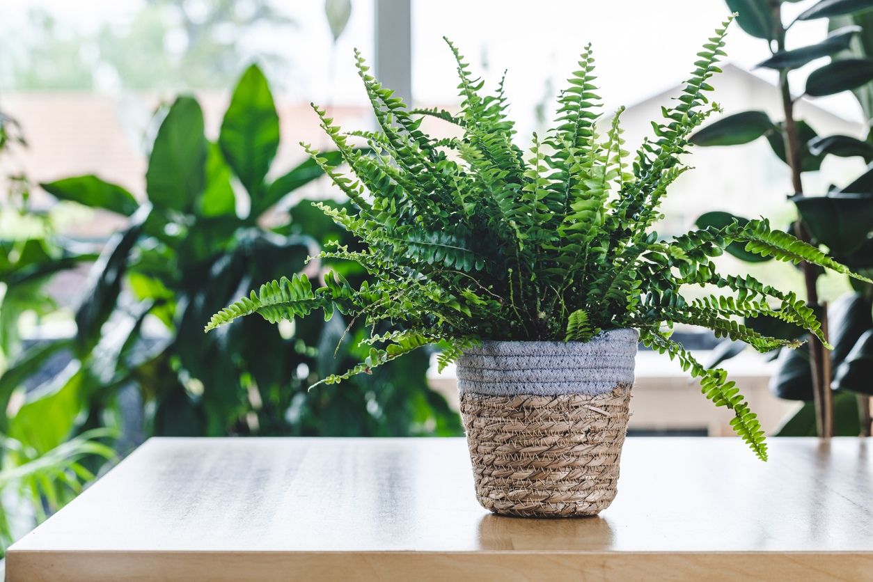 iStock-1317406523 toughest houseplants to keep alive potted boston fern on wooden table
