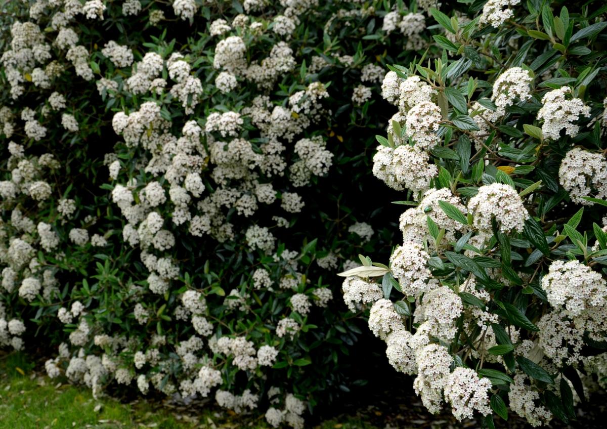 best shrubs for the front of the house - white viburnum bush
