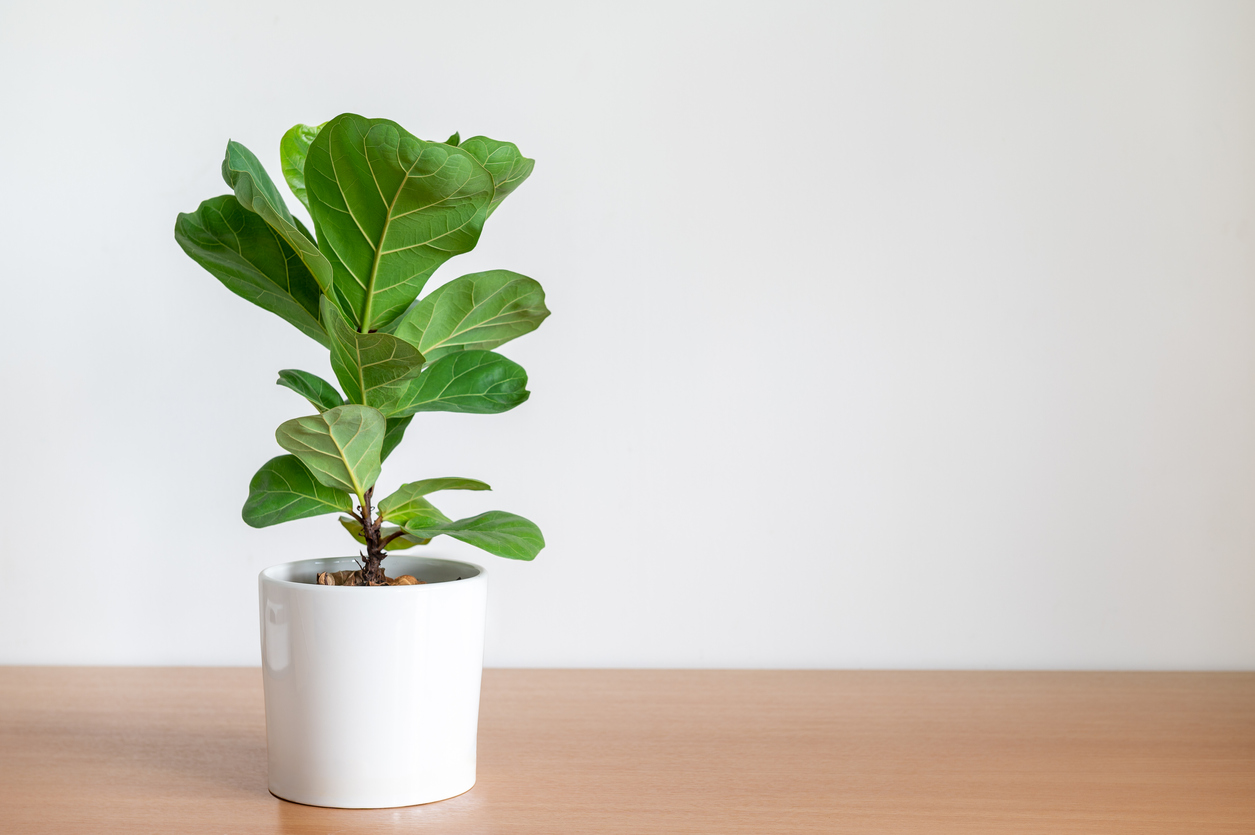 iStock-1323881710 toughest houseplants to keep alive fiddle leaf fig tree in pot on table