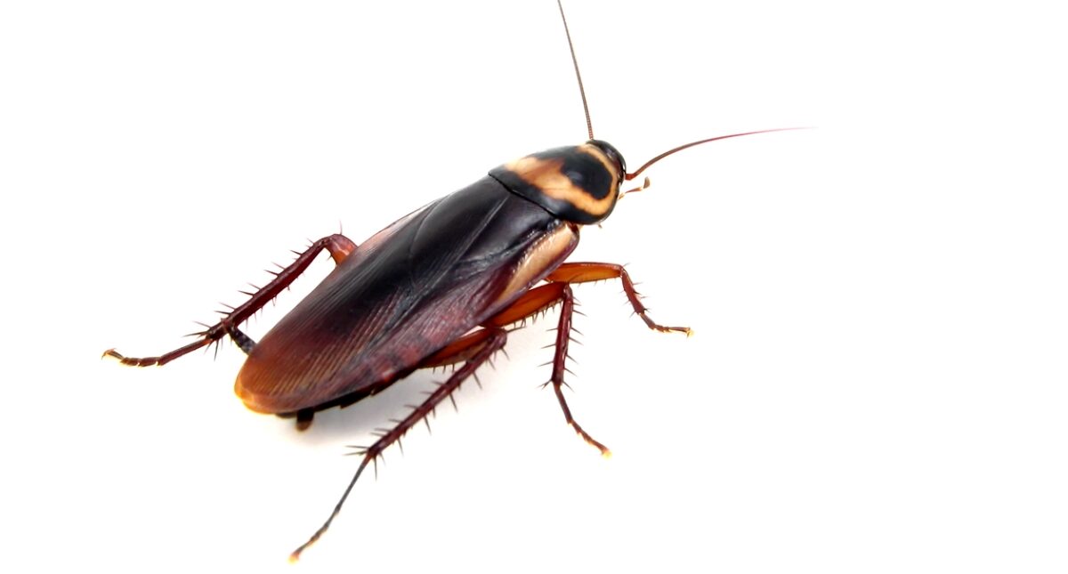 palmetto bug vs. cockroach - american cockroach