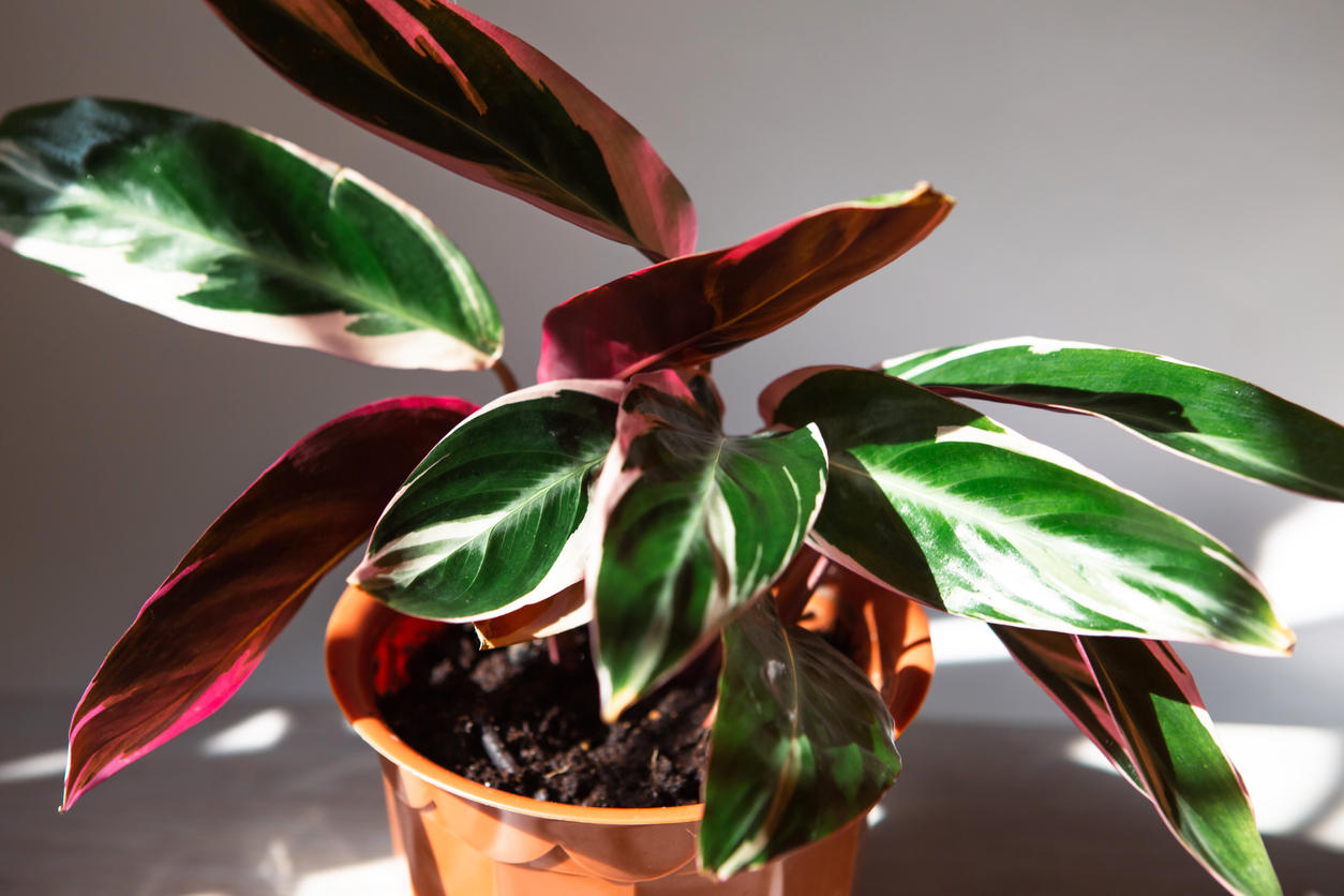 iStock-1387024610 toughest plants to keep alive Stromanthe Triostar Tricolor variety close-up leaf on the windowsill in bright sunlight