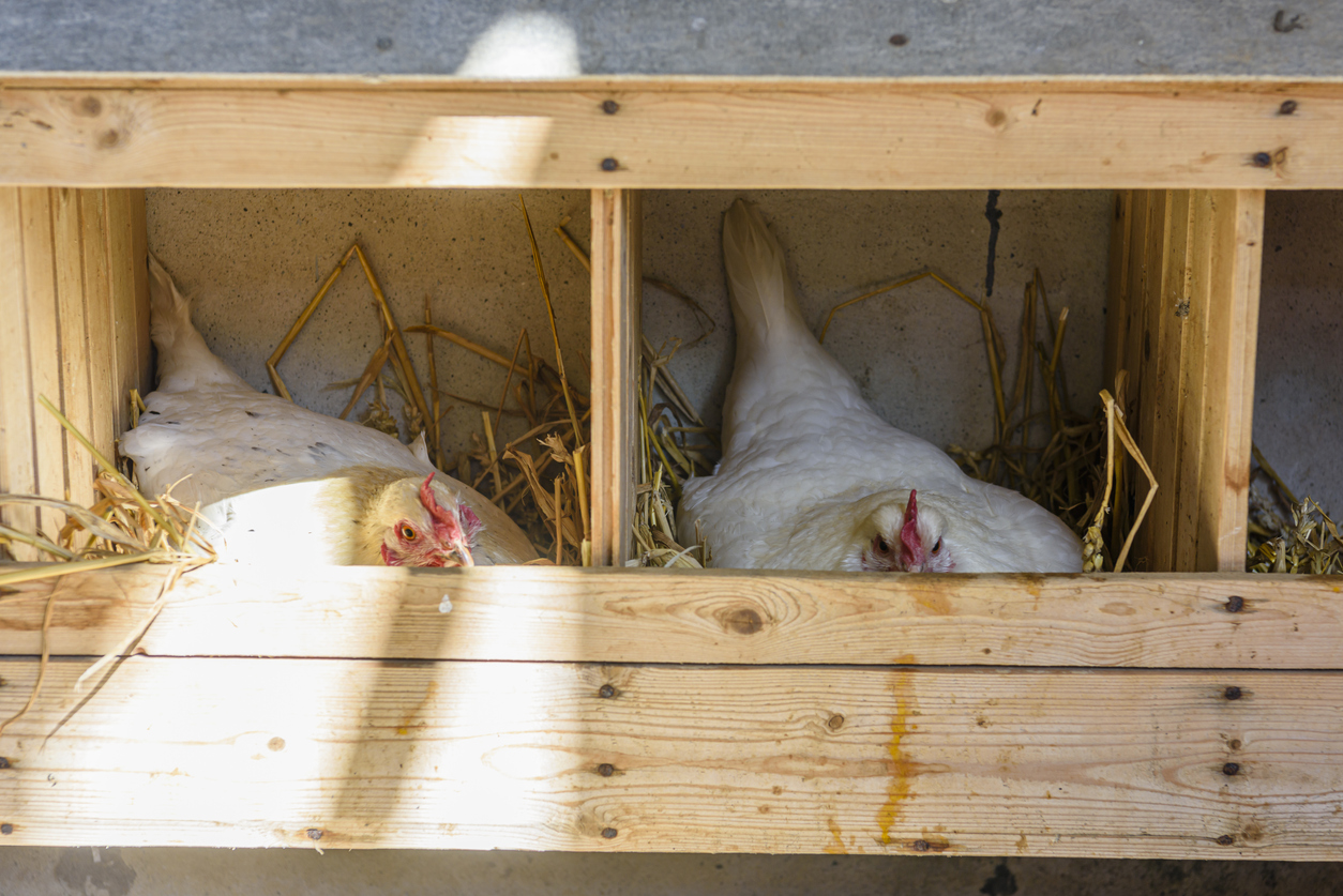 iStock-1397412579 egg prices raising chickens Two chickens resting on straw in a nesting box