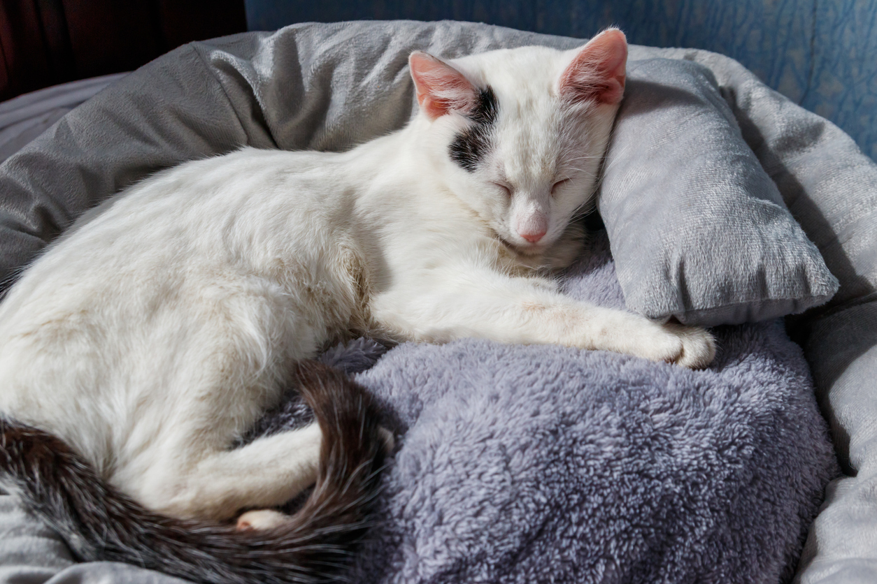 how to use oxiclean cat sleeping in its bed