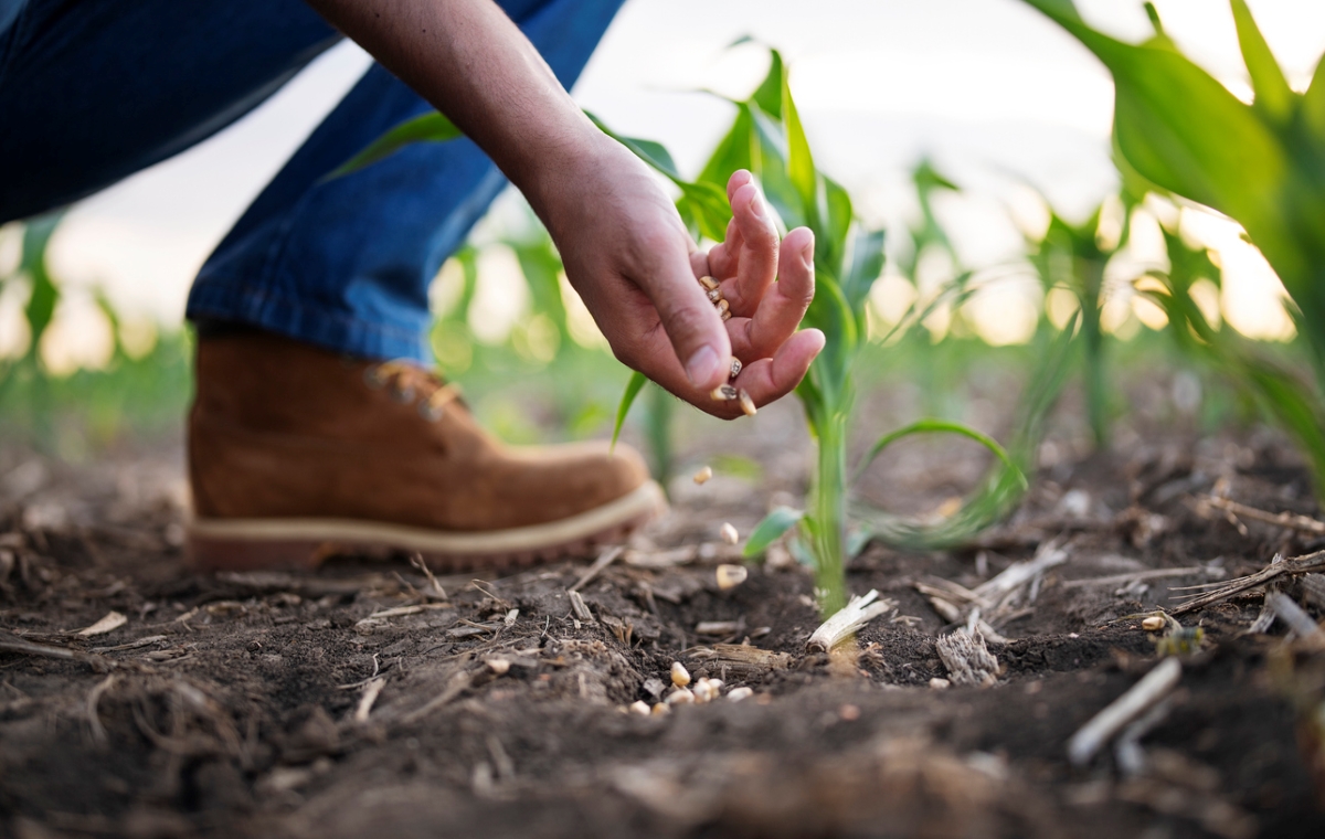 how to grow corn - person planting corn