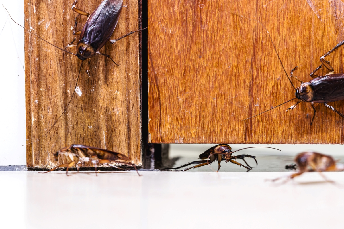 palmetto bug vs. cockroach - roaches under door