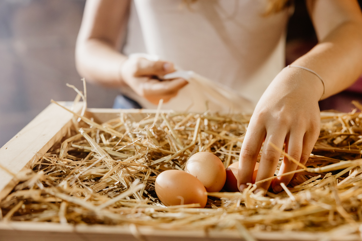 iStock-1407472164 egg prices raising chickens Female farmer picking chicken eggs from hay