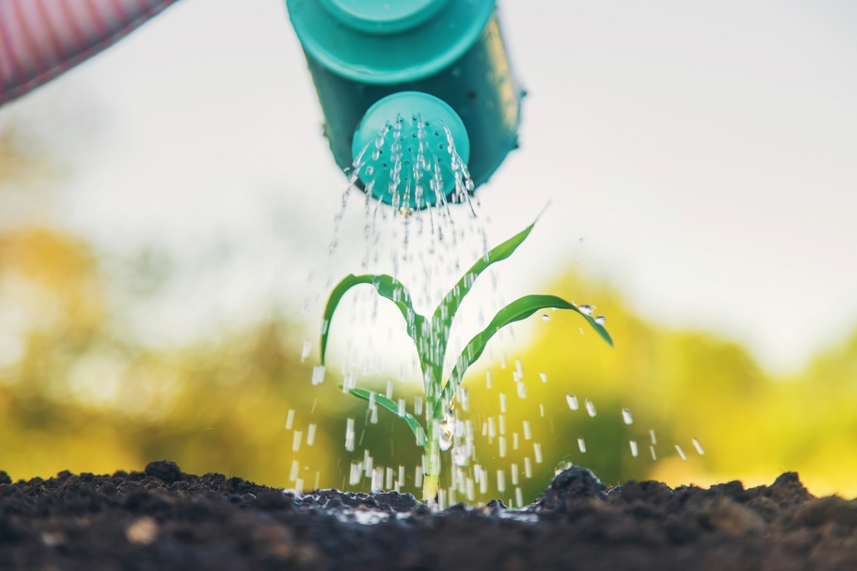 how to grow corn - watering corn stalk