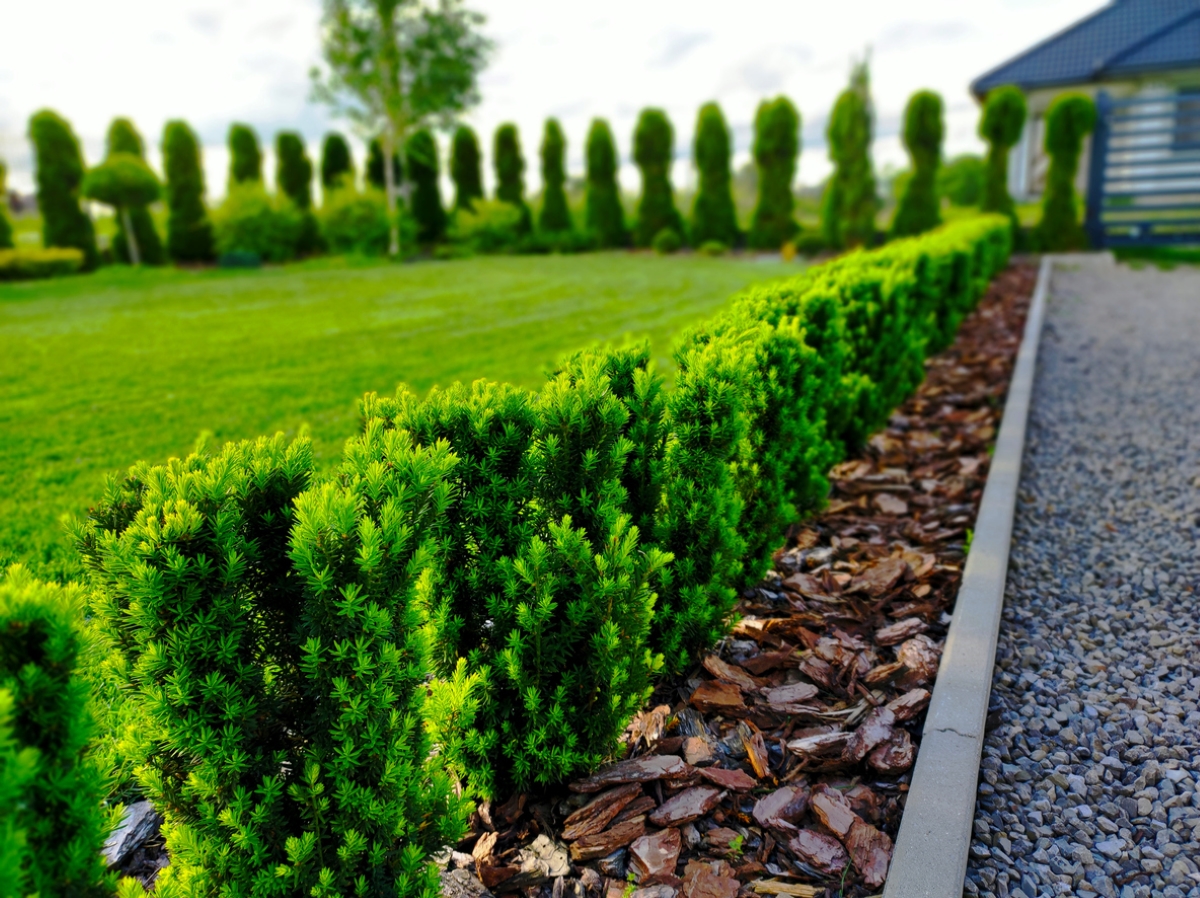 best shrubs for the front of the house - yew hedge border