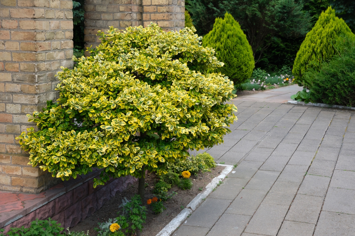 best shrubs for the front of the house - yellow shrub