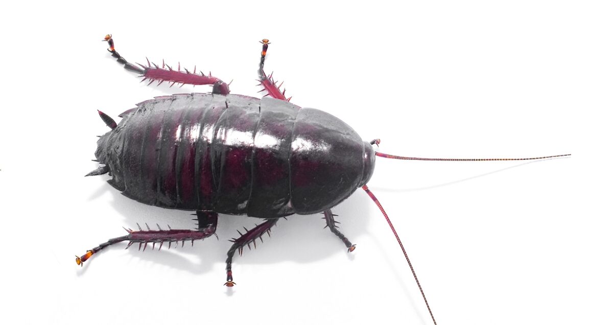 palmetto bug vs. cockroach - dark florida cockroach