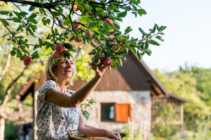 iStock-1435233715 Disease Resistant Apple Woman Picking Apples in Back yard.jpg