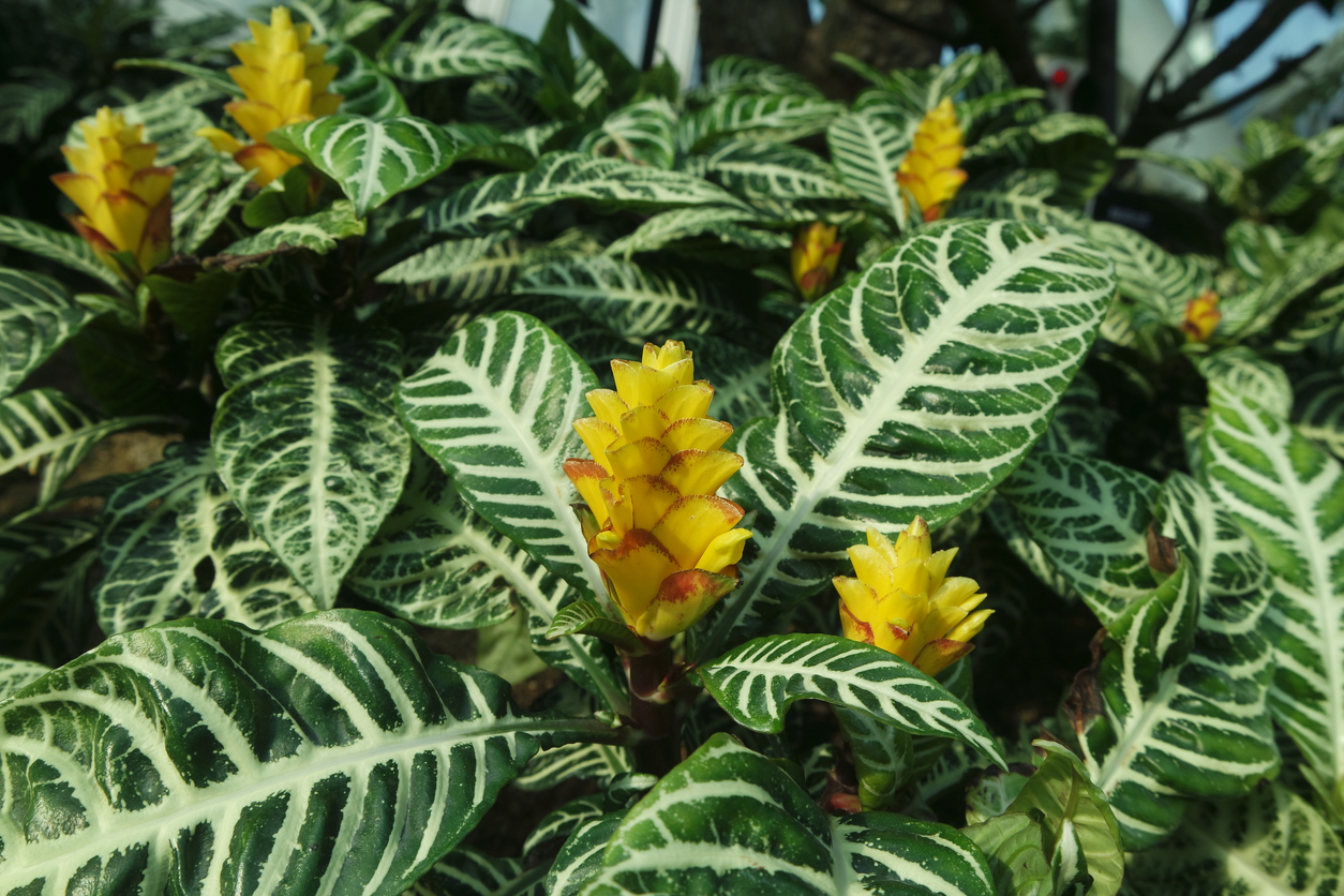 iStock-1436270496 toughest houseplants to keep alive zebra plant with yellow blooms