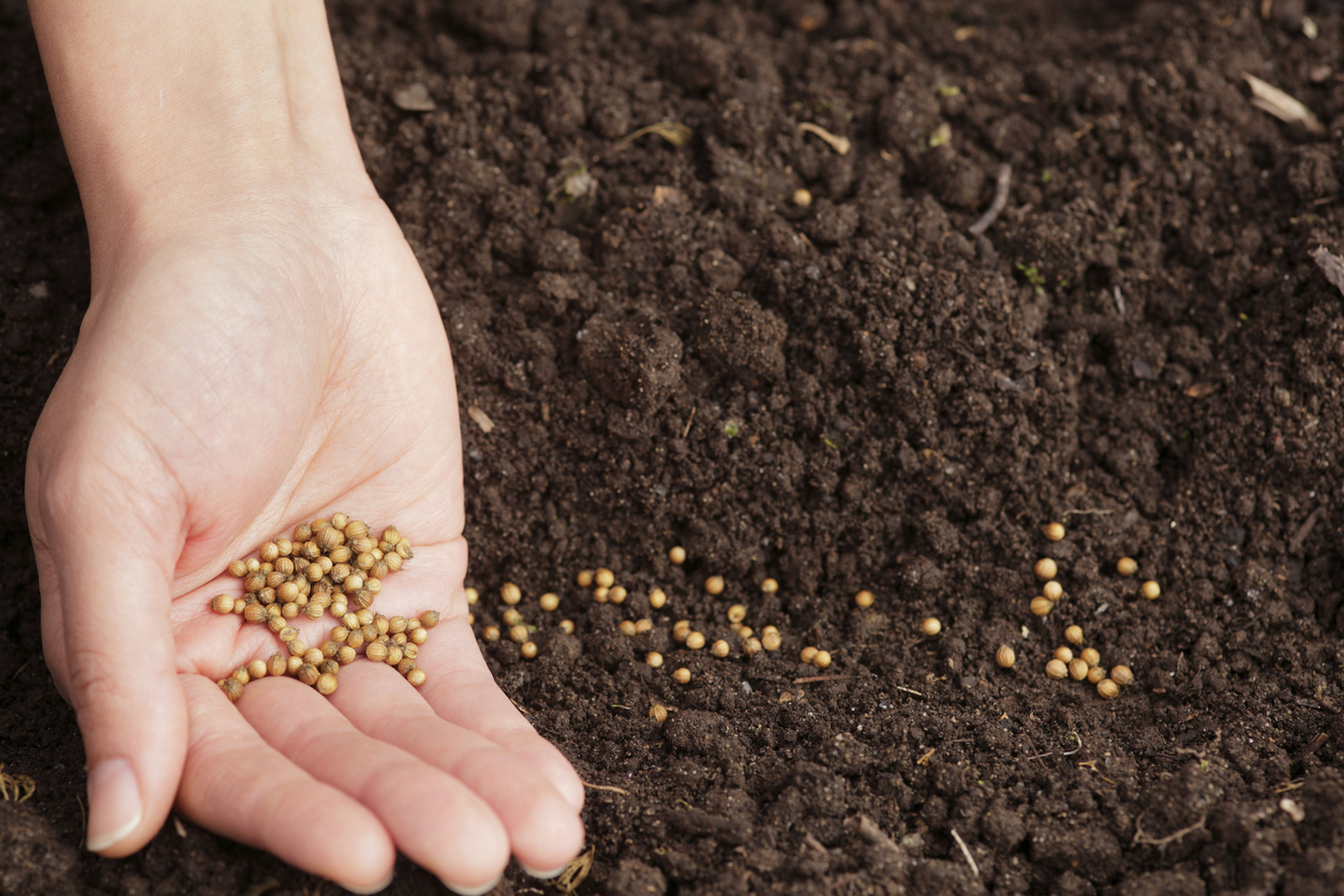10 things every new gardener should know hand planting seeds in soil