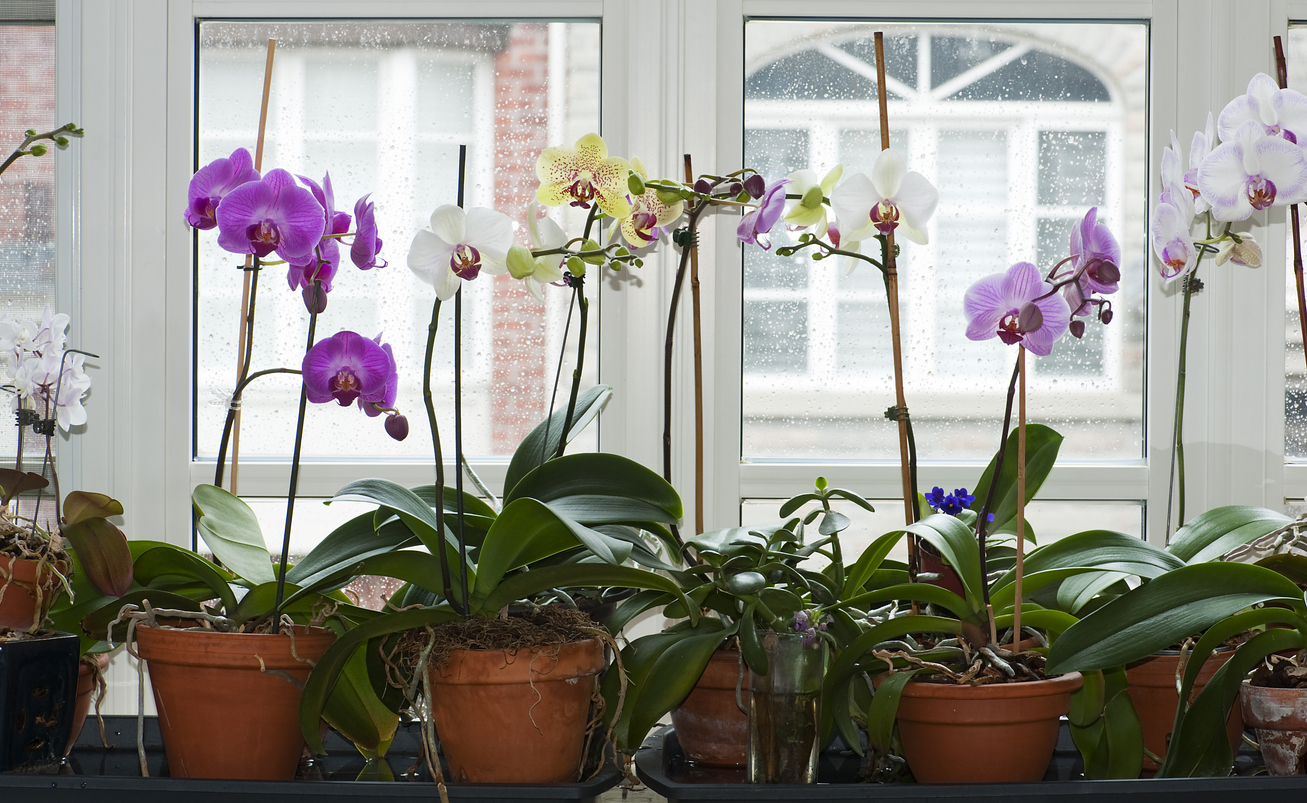 iStock-162984319 toughest houseplants to keep alive orchid plants on the windowsill