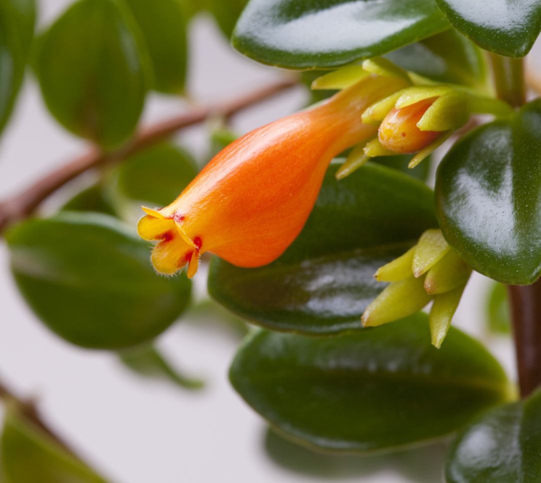 iStock-185902554 toughest houseplants to keep alive goldfish plant close up of orange flower