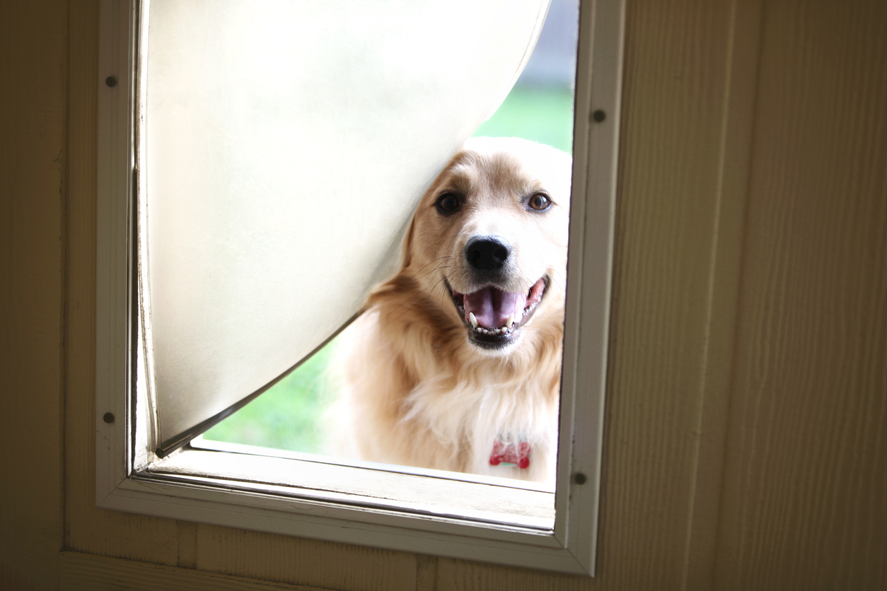 iStock-452115327 real estate agents dont want dog looking through doggy door