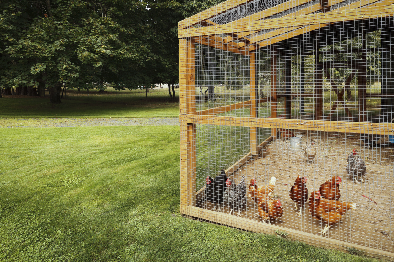 iStock-475456819 egg prices raising chickens chicken coop with cover