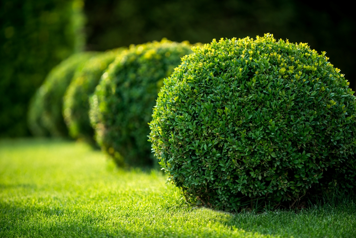 A boxwood shrub shaped into orbs. 