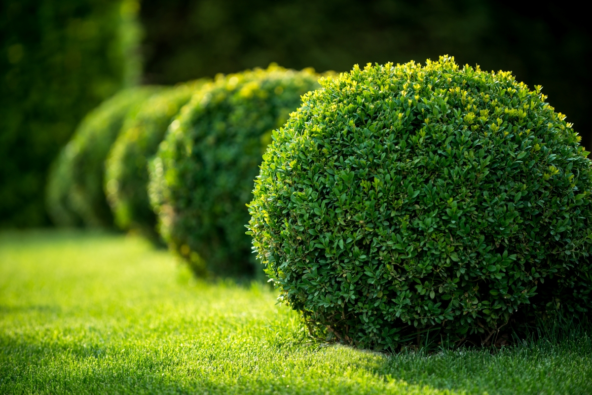 best shrubs for the front of the house - round box wood shrub