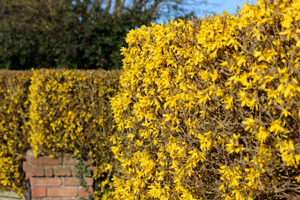 best shrubs for the front of the house - yellow forsythia hedge