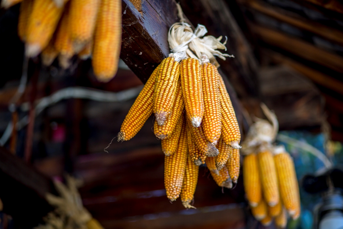 how to grow corn - drying corn